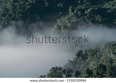 Green rainforest mountain with morning mist 