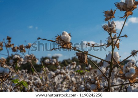 Agricultural Cotton Field