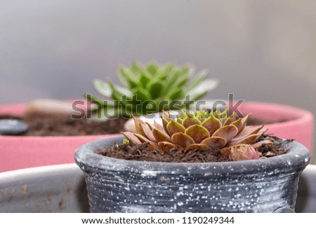 Succulent Plants Set Background