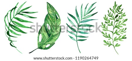 watercolor tropical leaves isolated on white background