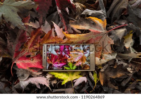 cell phone with picture of autumn leaves on the screen