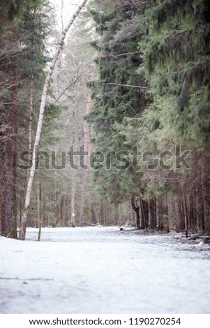 Image of snow trail and trees in forest