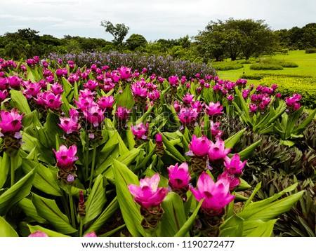 Close up Siam tulip flower ( Krachai flower ), Curcuma sessilis flowers field are blooming in rainy season on the mountain beautiful landscape. beautiful Flowers purple and color in summer. in thailan