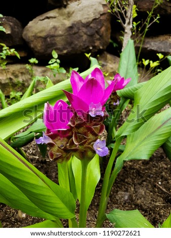 Close up Siam tulip flower ( Krachai flower ), Curcuma sessilis flowers field are blooming in rainy season on the mountain beautiful landscape. beautiful Flowers purple and color in summer. in thailan