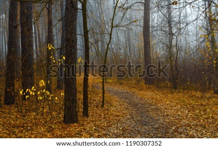 walk in the autumn forest. autumn mood. autumn colors. melancholy.