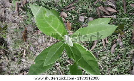 mini Indian mdar plant 