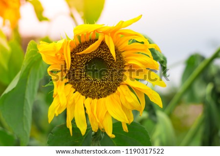 sunflower in sweden