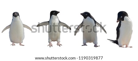 Adelie penguins set isolated on white background