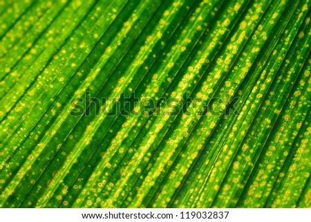 Close-up of a green palm-tree leaf