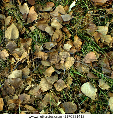 autumn leaves on grass texture
