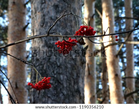 Bunches of mountain ash in the forest