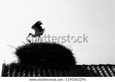 Stork nest on the house roof. The stork mother feeds the young one (baby stork). Black & white concept. Free copy space, place for text