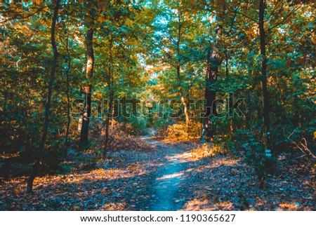 Winding trail through a leafy autumn forest with colorful yellow foliage on the trees and dappled sunlight in a scenic landscape