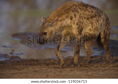 A Hyena fears nothing leaves after his drink