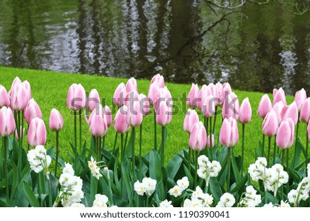 A lot of tulips at garden in Holland Amsterdam Netherlands.