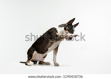 Bull Terrier type Dog on white studio background