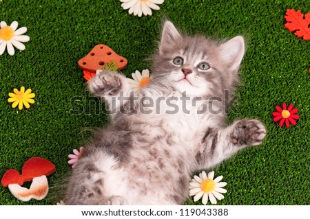 Cute gray kitten playing on artificial green grass