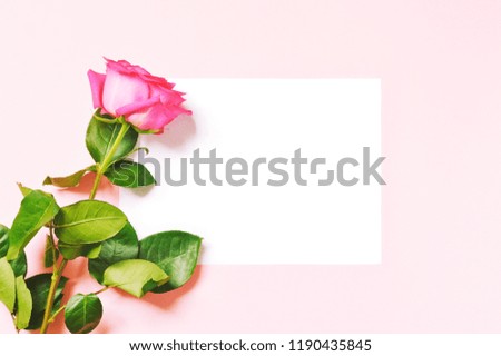 Flat lay beauty mockup. Beautiful lush rose on a pink background. Free space for text
