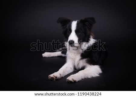 adorable portrait of amazing healthy and happy adult black and white border collie puppy in the photo studio on the black background
