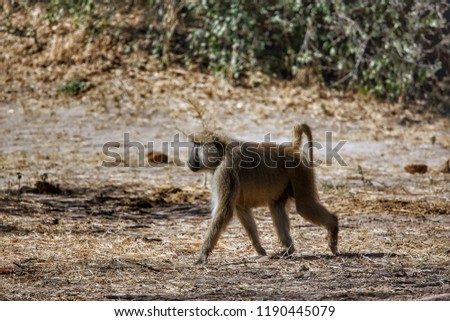 Baboon in Ruaha National Park, Tanzania