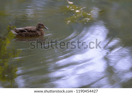 A slow moving duck with a slow moving shutter speed makes the water look smooth!