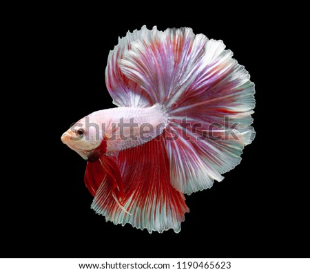 Multi color Siamese fighting fish(Rosetail)(half moon),fighting fish,Betta splendens,on black background with clipping path