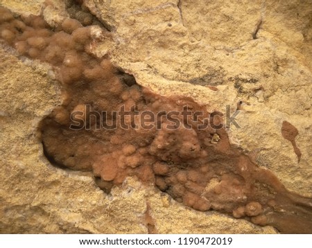 Yellow limestone with ancient reef artifacts closeup texture