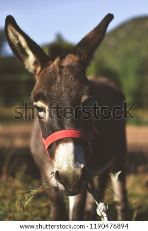 Picture of a funny donkey on the farm