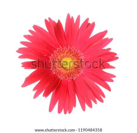 Red Gerber flower isolated on white