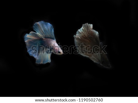 Thai betta fish in the black background.They are beautiful fighters.Colorful of siamese fighting fish. Fighter fish beed is Blue dragon. Betta fish in black background.