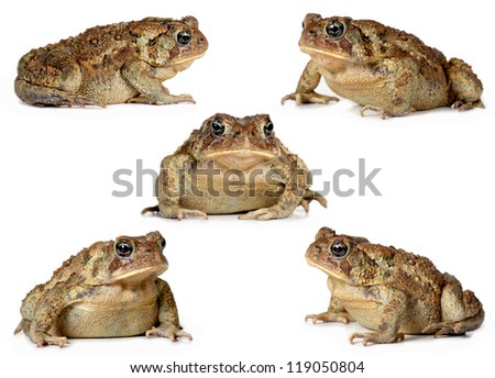 set of toads Isolated on white background