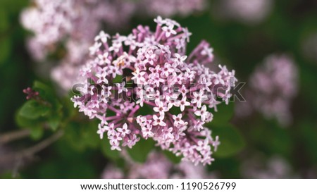 a close up of a Valerian plant in the spring Royalty-Free Stock Photo #1190526799