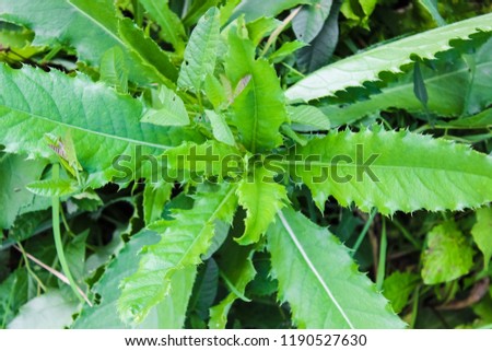 A weed in the garden, a large herb with prickly leaves. Weed close - up, top view Royalty-Free Stock Photo #1190527630