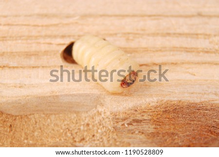 Larva bark beetle (Scolytinae). Larva of Bark beetles legless in his burrow on wood background.