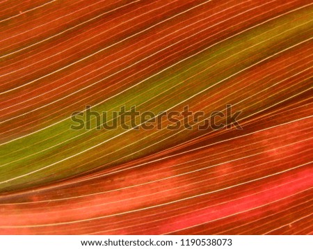 Abstract picture  of autumn leaves
