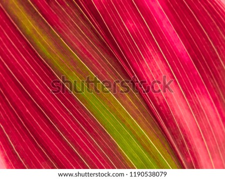 Abstract picture  of autumn leaves