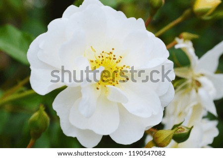 Close-up image of a white rose.
