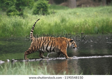 The Siberian tiger (Panthera tigris Tigris), or  Amur tiger (Panthera tigris altaica) in the forest walking in a river.  