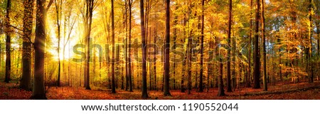 Autumn scenery in panorama format: a forest in vibrant warm colors with the sun shining through the leaves Royalty-Free Stock Photo #1190552044