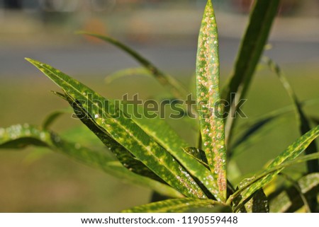   Aspidiotus nerii. Oleander scale.