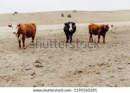 Three Cows Standing in a Row in Field of Montana