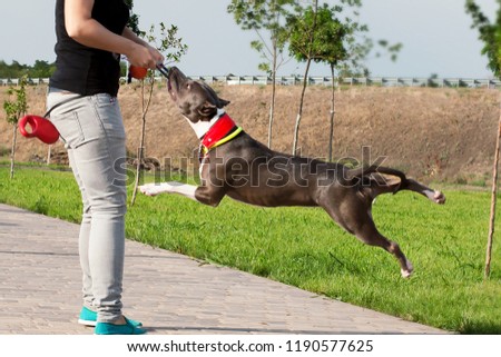 American Stafford Terrier dog plays tug of war with his owner - woman with dark hair wearing casual (blue jeans and black blouse). Outdoor, sunny day. Funne games with active dog.