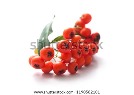 closeup of red pyracantha berries on white background Royalty-Free Stock Photo #1190582101