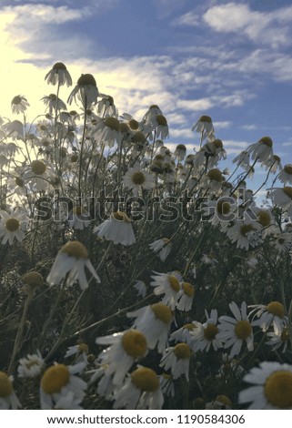 Wild German chamomile blooming in autumn in Maine against the setting sun