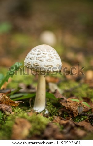Lepiota is a genus of gilled mushrooms in the family Agaricaceae. All Lepiota species are ground-dwelling saprotrophs with a preference for rich, calcareous soils. 
