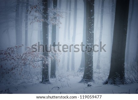 misty forest in winter