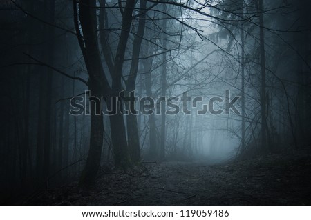 spooky forest with path