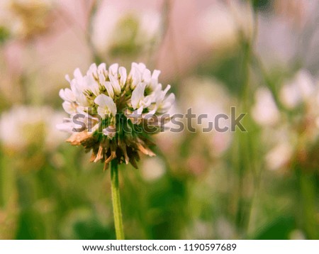 Flower of a white clover in the rays of the setting sun on a blurry background of stones