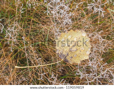 Yellow autumn leaves on the ground. Leaf shined with sun beams. Close-up. Small piece of ice