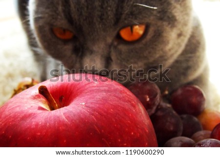 cat. apples and grapes        